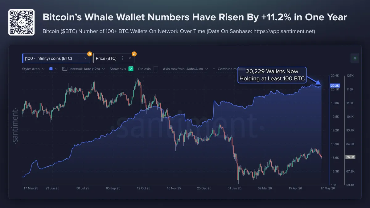 Bitcoin whale wallet growth